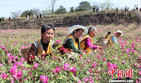 食用バラが満開に、収穫に精を出す農(nóng)家の女性たち　　四川省