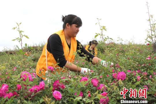 食用バラが満開に、収穫に精を出す農(nóng)家の女性たち　　四川省