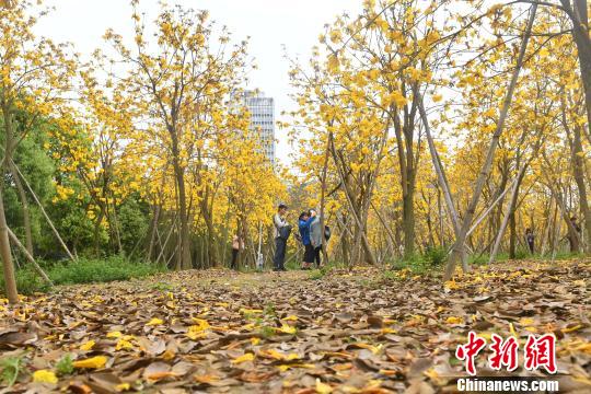 満開となったコガネノウゼン、一面に広がる黃金色はまるで秋模様