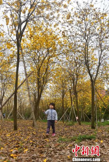 満開となったコガネノウゼン、一面に広がる黃金色はまるで秋模様