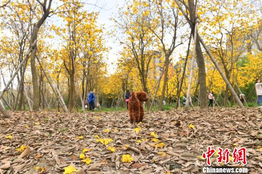満開(kāi)となったコガネノウゼン、一面に広がる黃金色はまるで秋模様