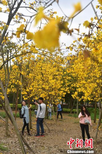 満開となったコガネノウゼン、一面に広がる黃金色はまるで秋模様