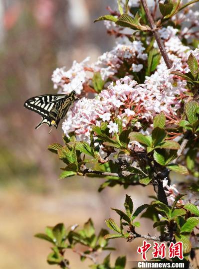 甘粛省、花々が満開に