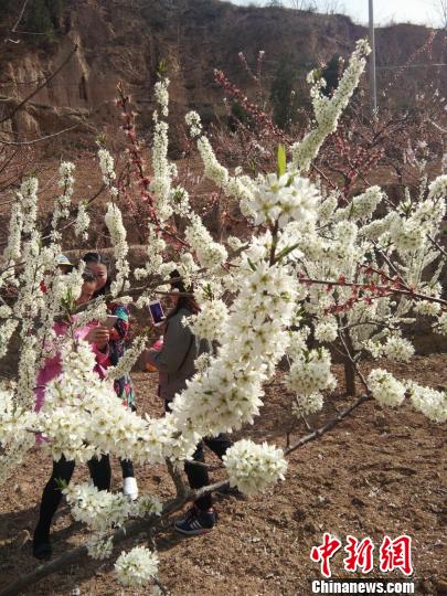 甘粛省、花々が満開に