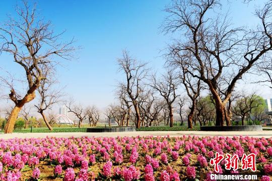 甘粛省、花々が満開に