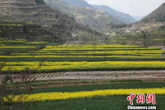 甘粛省、花々が満開に
