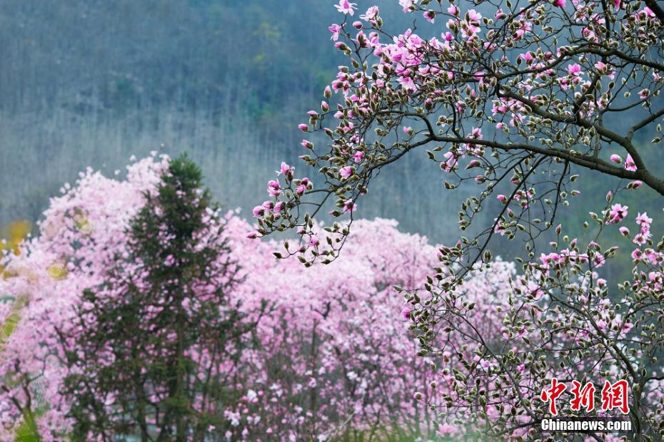 四川でモクレンが満開に　人々を魅了する美しさ