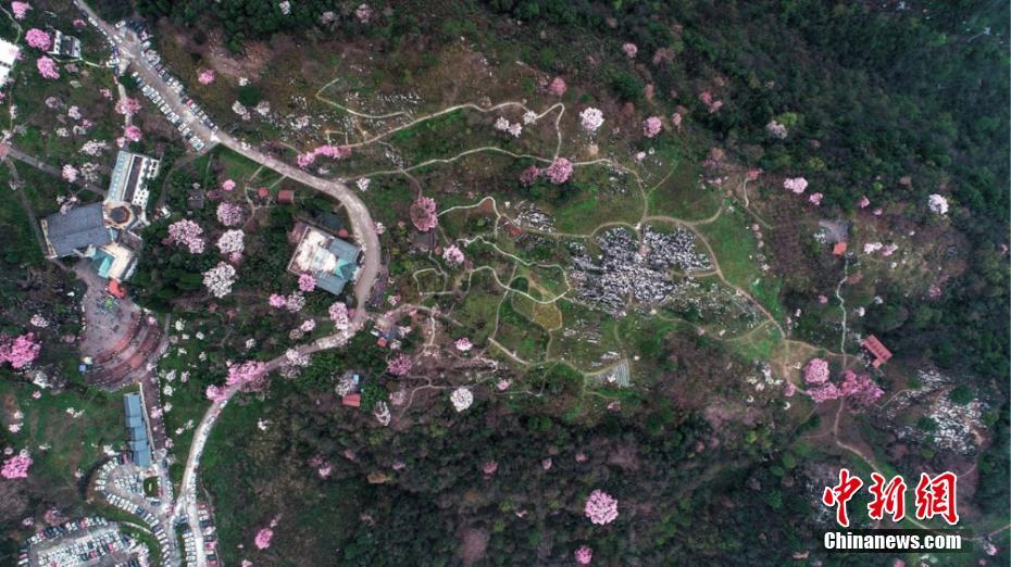 四川でモクレンが満開(kāi)に　人々を魅了する美しさ