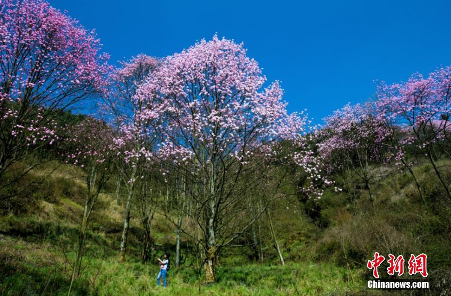 四川でモクレンが満開に　人々を魅了する美しさ