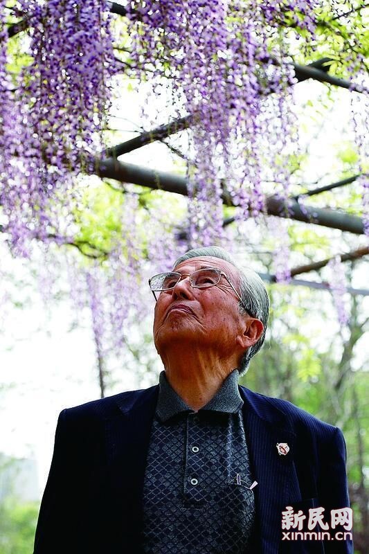 今年4月、嘉定で紫藤の開(kāi)花狀況を確認(rèn)する藤本道生さん(85) 。