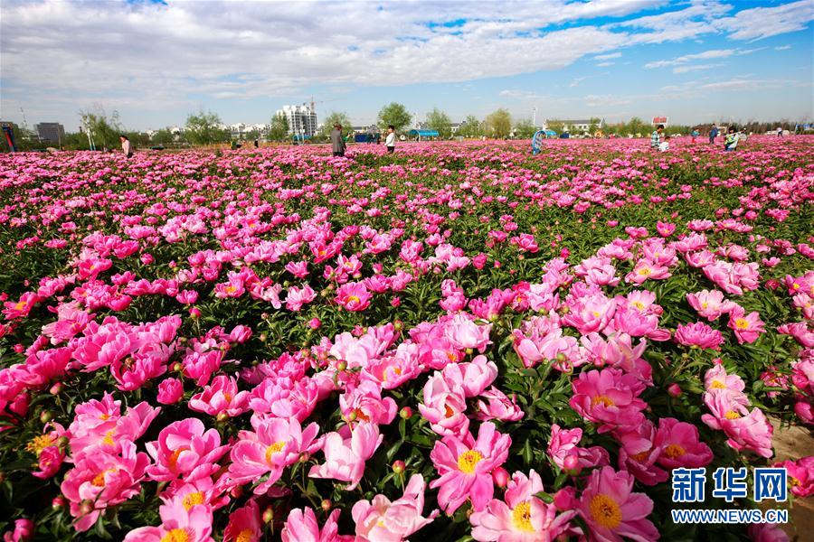 洛陽の名花である牡丹とシャクヤクが新疆ウイグルに
