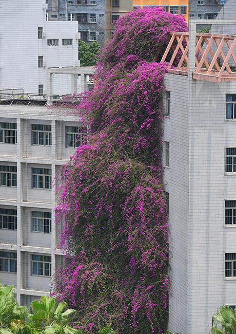 広西大學(xué)で人目を引く巨大な「ブーゲンビリアの滝」