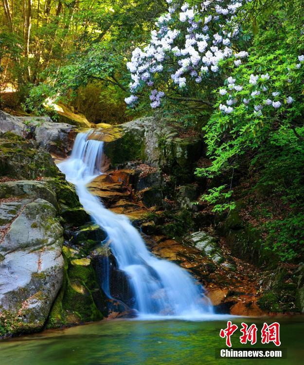 美しい山並みや水流を背景に艶やかに咲く満開のサカイツツジ　四川省