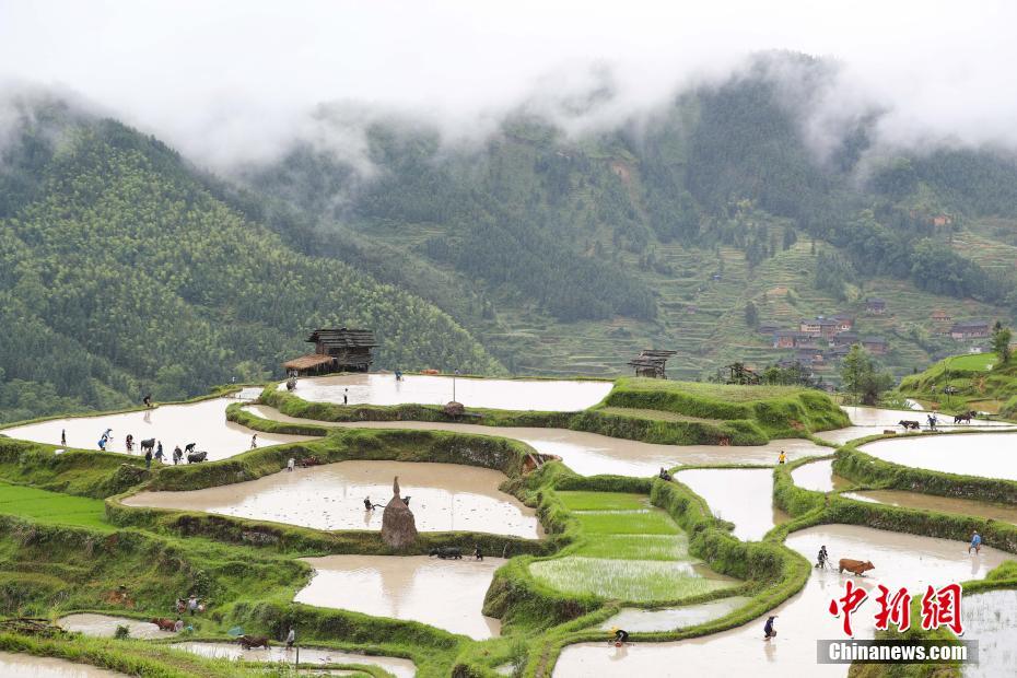 二十四節(jié)気「小満」に古式ゆかしい牛耕農(nóng)法による田植え準備　貴州省