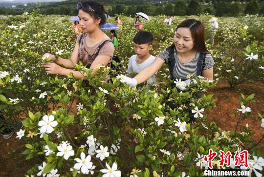 人を酔わせる甘い香り一面に、満開を迎えたクチナシの花　江西省