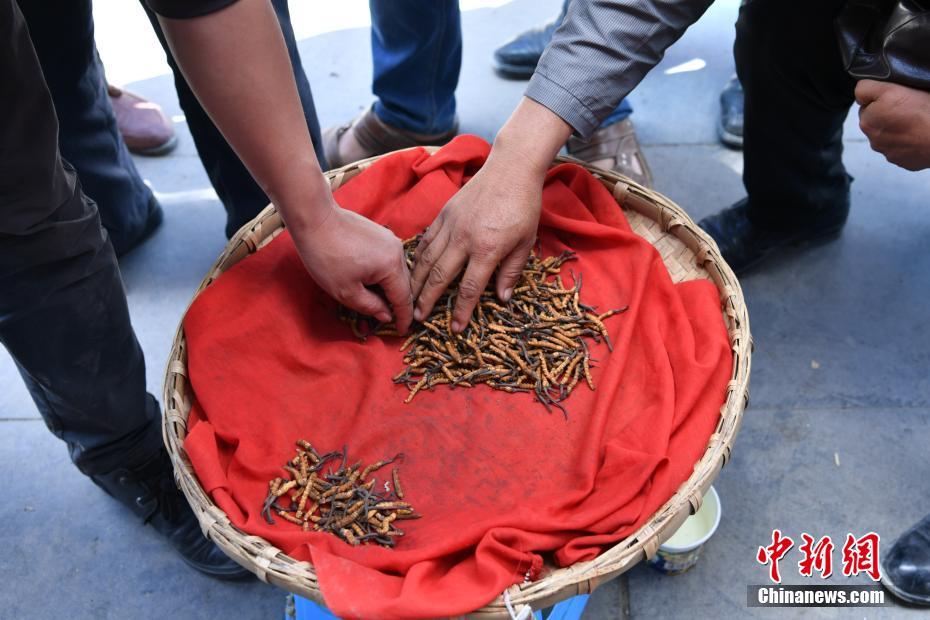 雲(yún)南特産の「蟲草」業(yè)者集まる　1キロ當(dāng)たり30萬円以上の値上がり