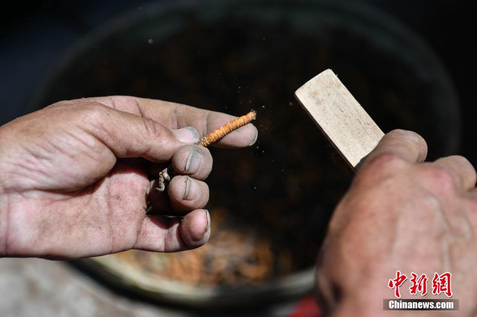 雲(yún)南特産の「蟲草」業(yè)者集まる　1キロ當(dāng)たり30萬(wàn)円以上の値上がり