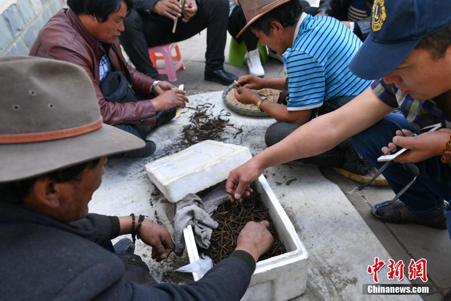 雲(yún)南特産の「蟲(chóng)草」業(yè)者集まる　1キロ當(dāng)たり30萬(wàn)円以上の値上がり