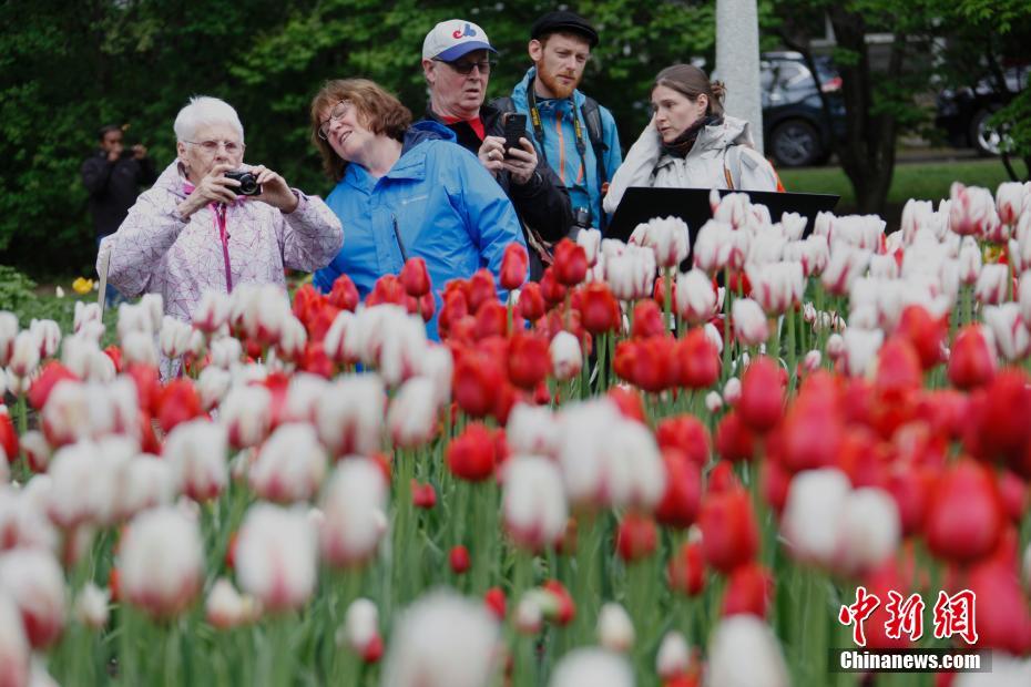 「チューリップ祭」に多くの観光客訪れる　カナダ