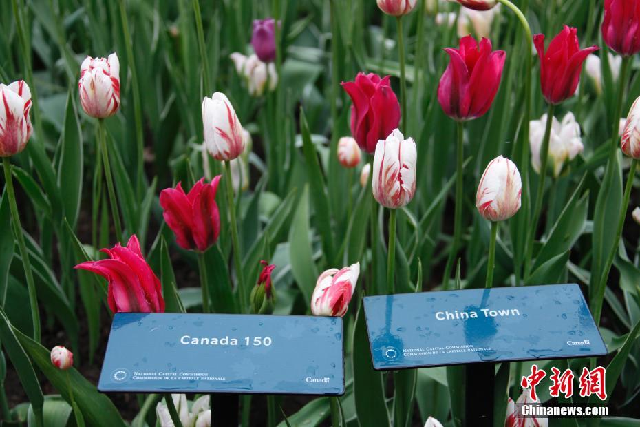 「チューリップ祭」に多くの観光客訪れる　カナダ