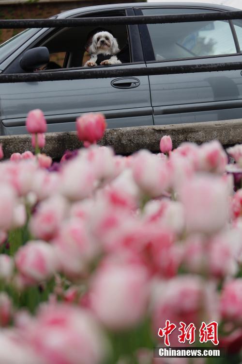 「チューリップ祭」に多くの観光客訪れる　カナダ