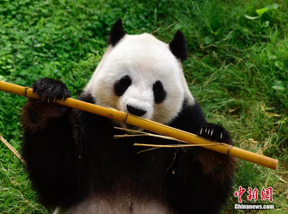 ジャイアントパンダの「楽楽」と「盈盈」、交配終え経過観察中　香港地區(qū)