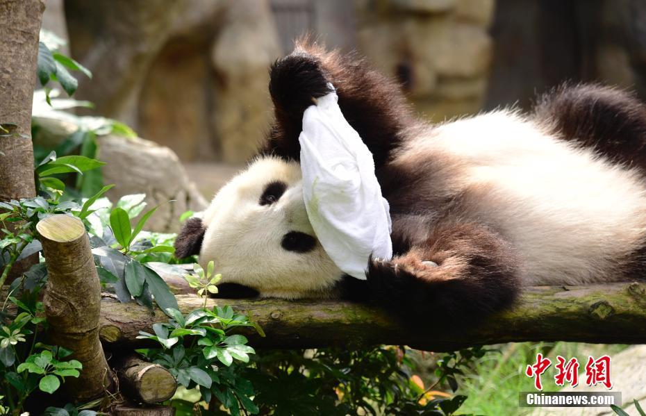 ジャイアントパンダの「楽楽」と「盈盈」、交配終え経過観察中　香港地區(qū)