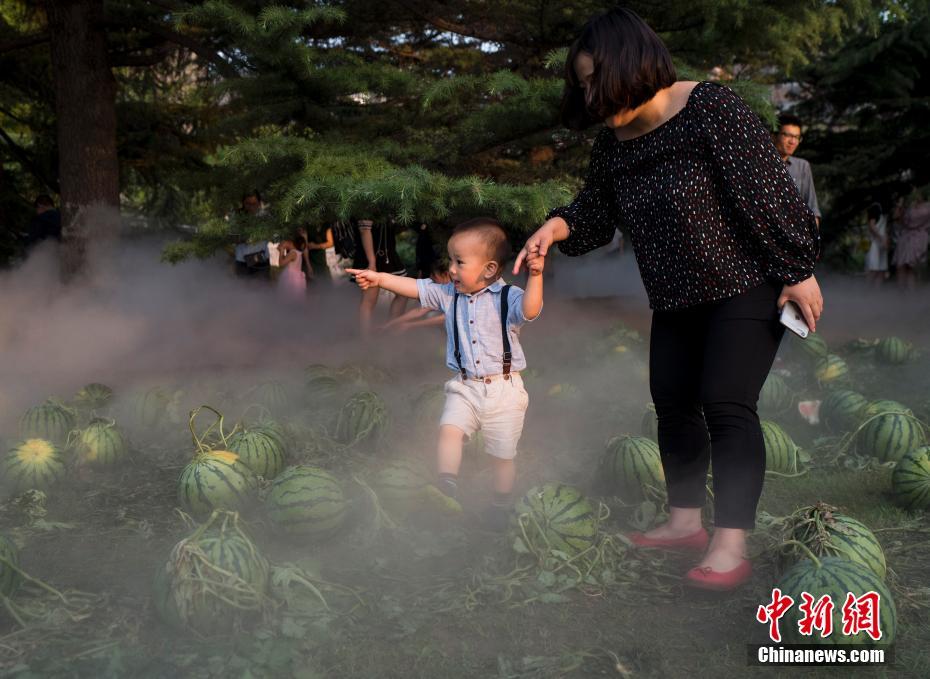 中央美術(shù)學(xué)院卒業(yè)展にスイカ畑が出現(xiàn)、來(lái)場(chǎng)者は思い思いにスイカを堪能