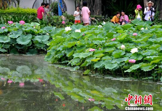 福州市茶亭公園に1つの莖に蕾が2つついた珍しい「並蒂蓮」