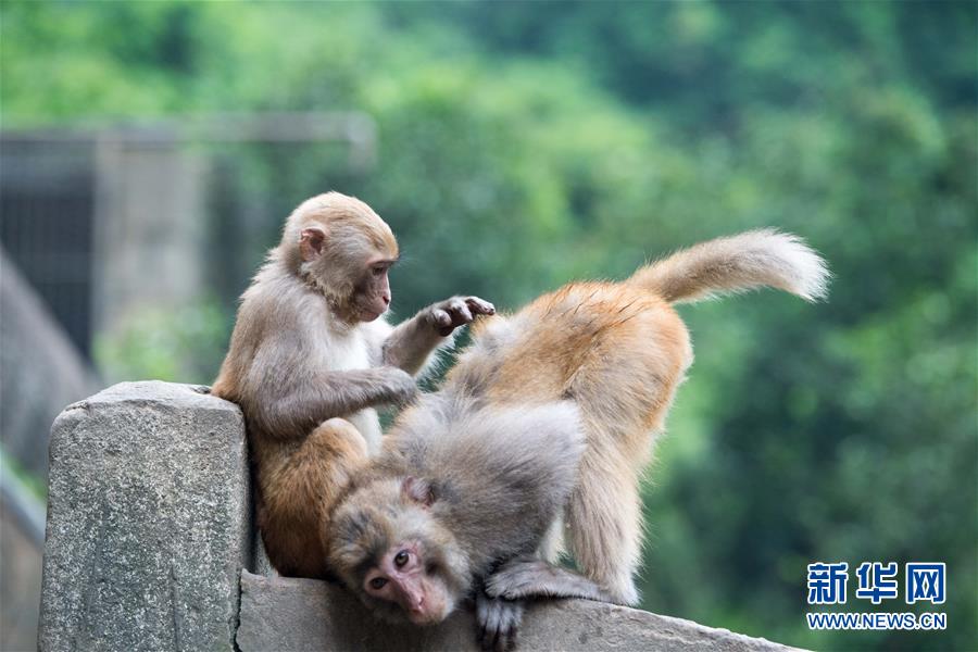 「小三峽」の両岸で暮らすサルたち　重慶市