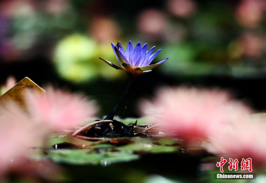 盛夏に美しい花を咲かせたスイレン、多くの人を魅了　雲(yún)南省