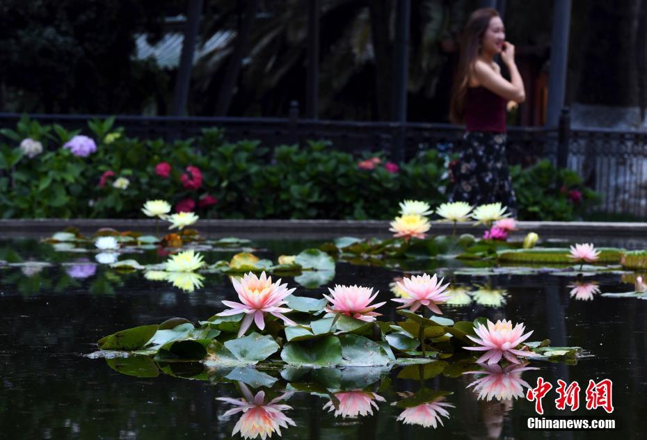 盛夏に美しい花を咲かせたスイレン、多くの人を魅了　雲(yún)南省