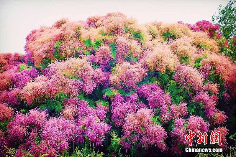 まるで燃え盛る炎　真っ赤に染まったギョリュウの木　新疆