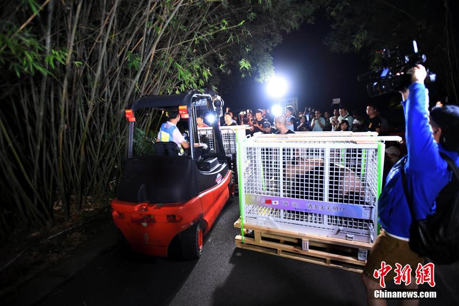 日本育ちのジャイアントパンダ3頭が無(wú)事中國(guó)に「里帰り」
