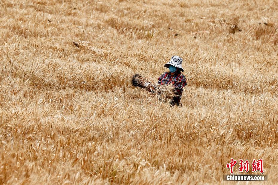 北京市內(nèi)の「最も地価の高い実験用畑」の収穫開始