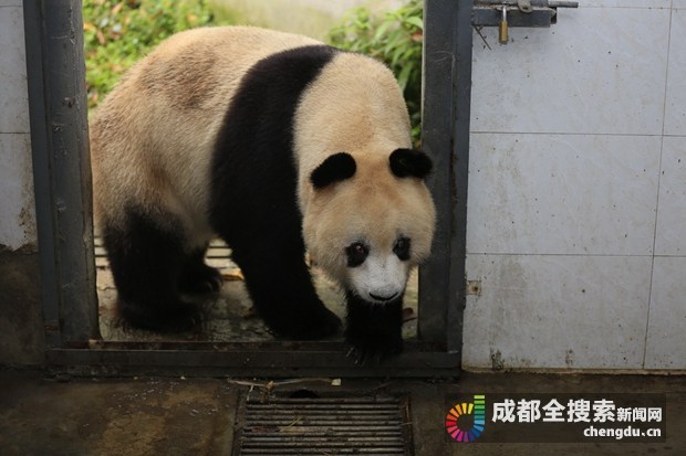 ジャイアントパンダの「蘇蘇」が病死、人間の年齢で百歳の長壽