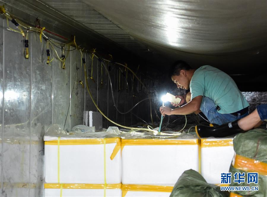 「眠らせて運ぶ」コールドチェーンの新技術(shù)で鮮魚の長時間輸送が可能に