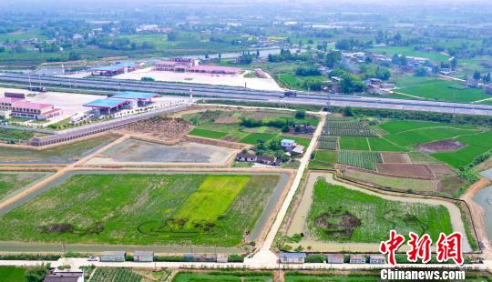 四川省成都市に巨大な田んぼアート出現(xiàn)