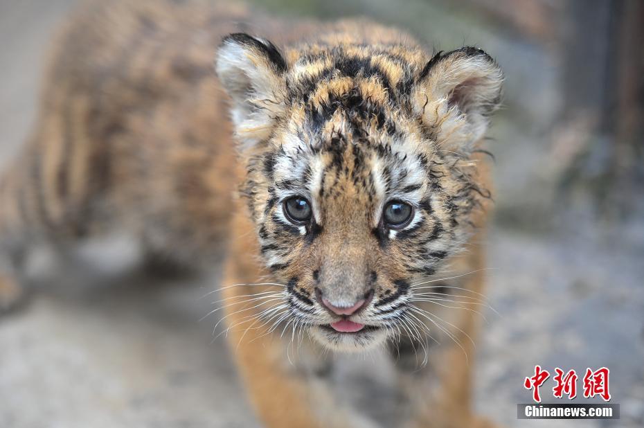 4つ子のシベリアトラが生後1ヶ月に　來場(chǎng)者の前にお目見え　雲(yún)南省