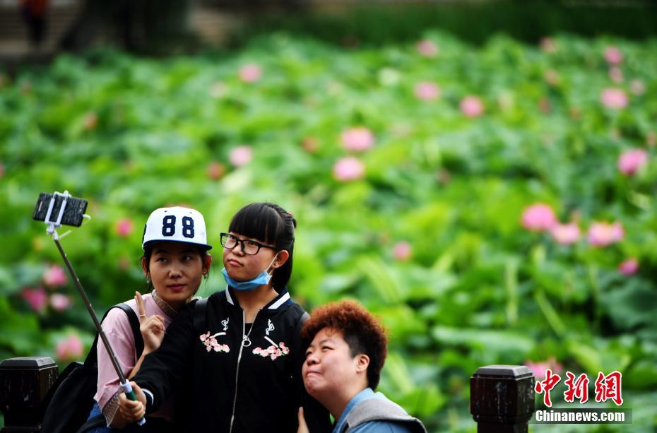 夏至入りし、ハスの花が満開に 　雲(yún)南省