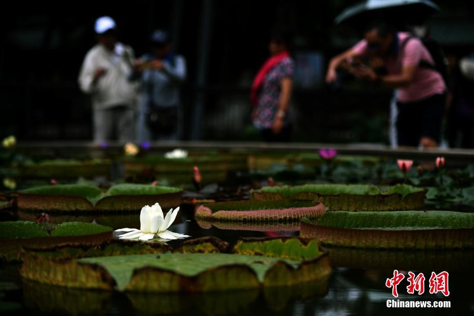 夏至入りし、ハスの花が満開(kāi)に 　雲(yún)南省