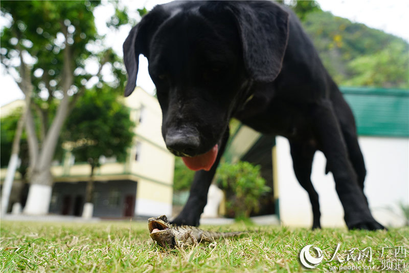 中國(guó)とベトナムの國(guó)境で活躍する麻薬探知犬