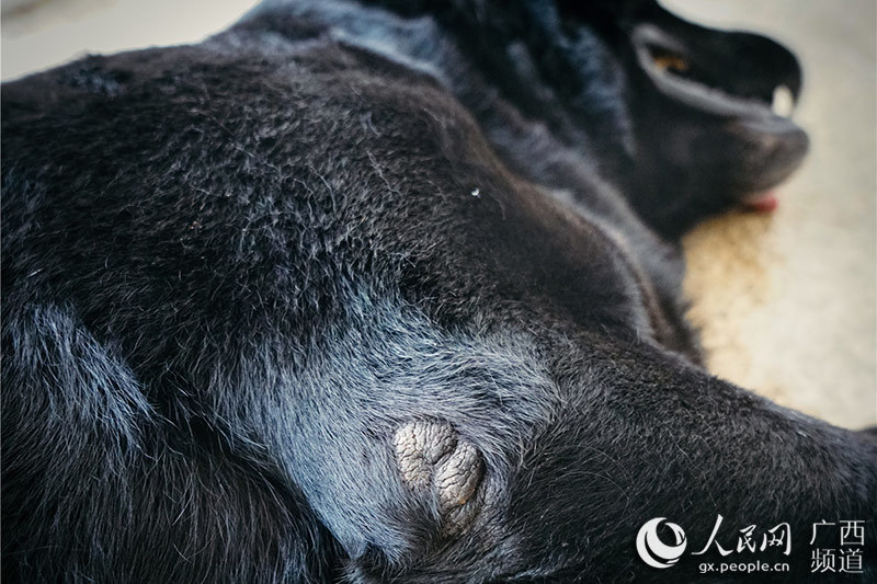 中國とベトナムの國境で活躍する麻薬探知犬