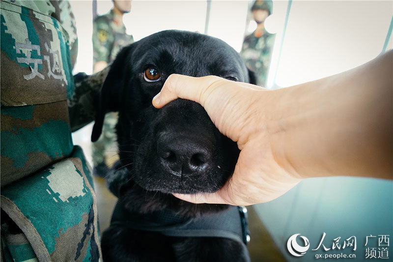 中國とベトナムの國境で活躍する麻薬探知犬