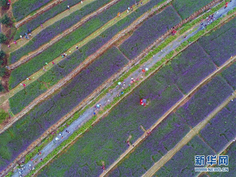 「紫色の花の?！工螛斚喑胜工霚洪_のクマツヅラ　杭州市