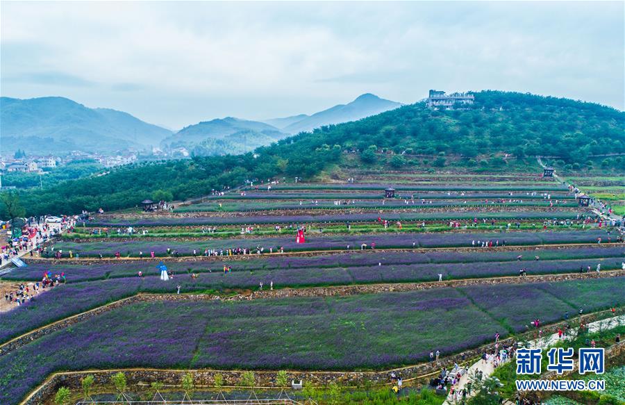 「紫色の花の?！工螛斚喑胜工霚洪_のクマツヅラ　杭州市
