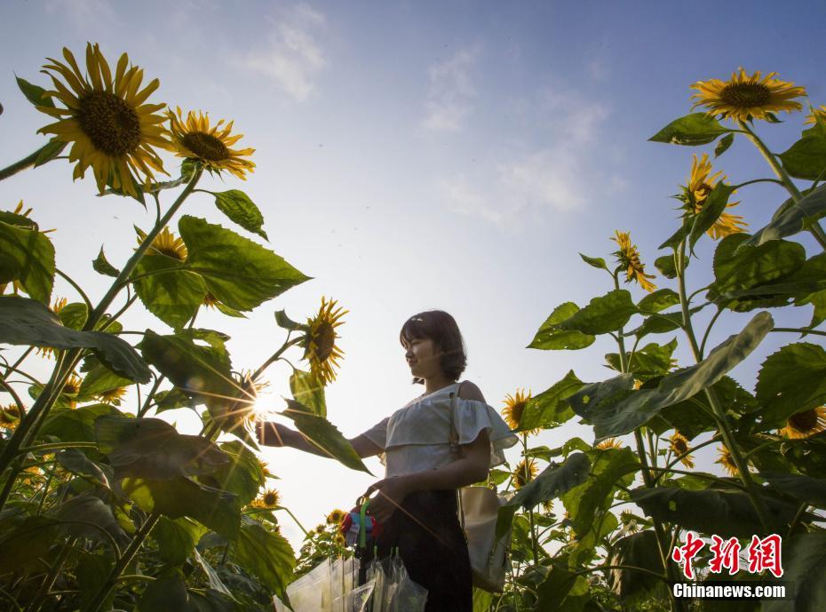 黃金色の絶景広がる、満開(kāi)のヒマワリを愛(ài)でる観光客次々と　江西省