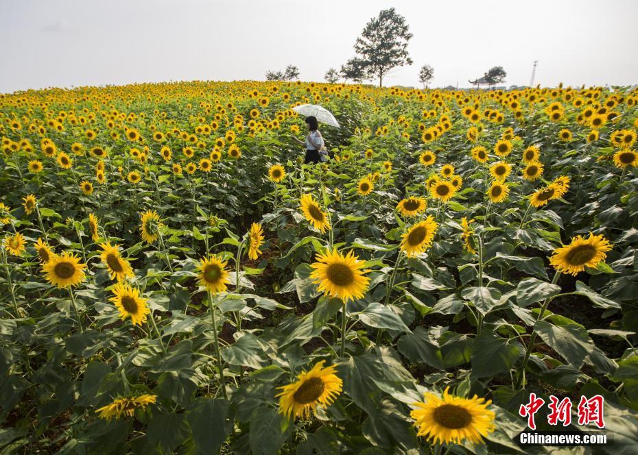 黃金色の絶景広がる、満開(kāi)のヒマワリを愛(ài)でる観光客次々と　江西省