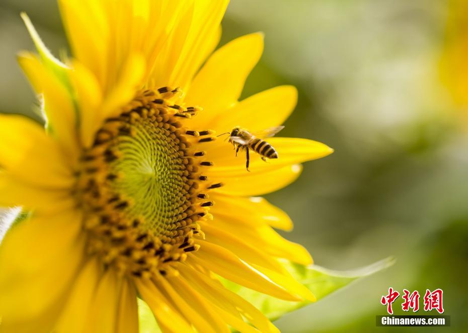 黃金色の絶景広がる、満開のヒマワリを愛でる観光客次々と　江西省