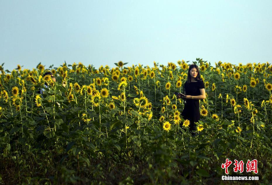 黃金色の絶景広がる、満開(kāi)のヒマワリを愛(ài)でる観光客次々と　江西省